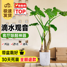 ��ˮ�^���͏d��լ�Gֲ���԰������k���҃��Ϙ��ļ����B���ֲ��