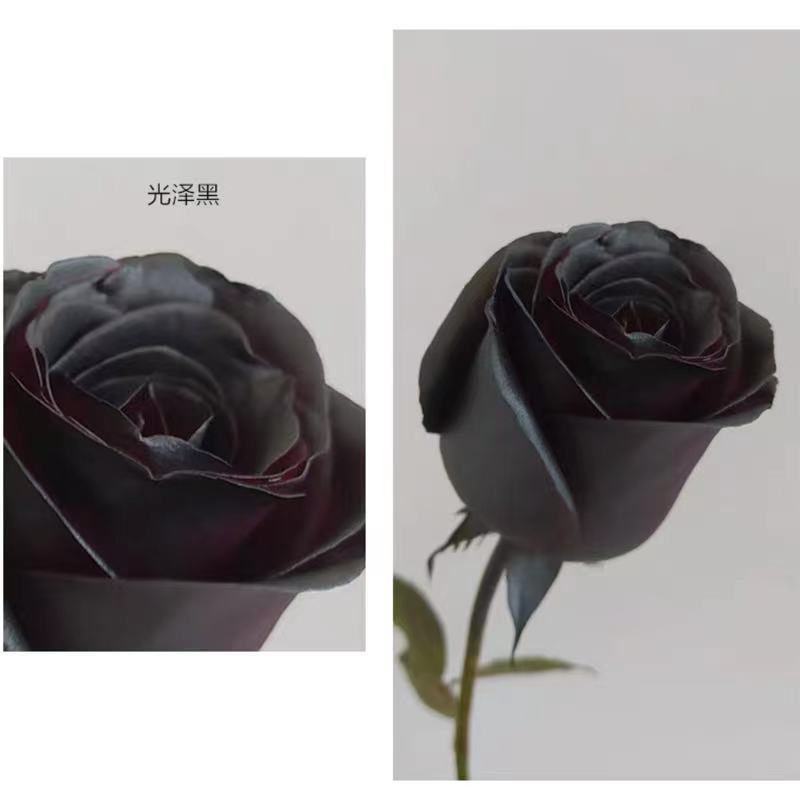 Internet celebridad ciruela negro rosa púrpura flores autopintadas agente de pulverización de color tinte floral spray colorante