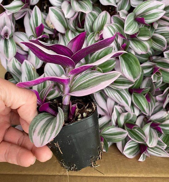 O1CN01IVMehA1sGy4ezmQG1_!!2067