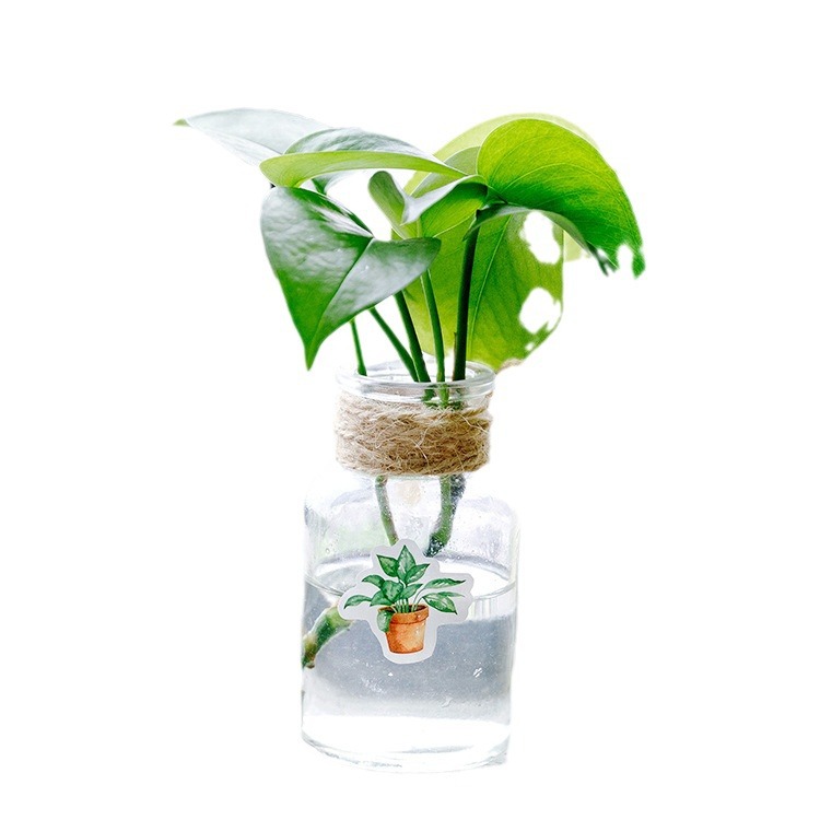 Mo mo pegatinas en Caja Verde Oxígeno vida diario japonés pegatinas DIY decorativo sellado pegatinas 45 unidades