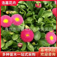 ɽ�|�r�ղݻ� �r��   �r�ն����G����  ���ݲݻ����l