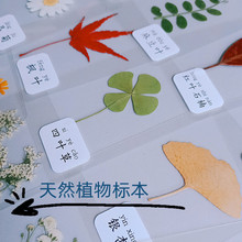塑封植物书签标本幼儿园儿童老师教学材料卡片贺卡天然干花真树叶