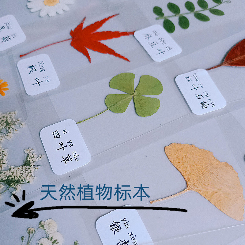 塑封植物书签标本幼儿园儿童老师教学材料卡片贺卡天然干花真树叶