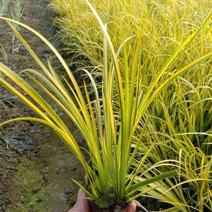 ���~ʯ���ѿ՚�������ˮ����ˮ���B�h��ֲ�﹤�̾G���������ݱ�