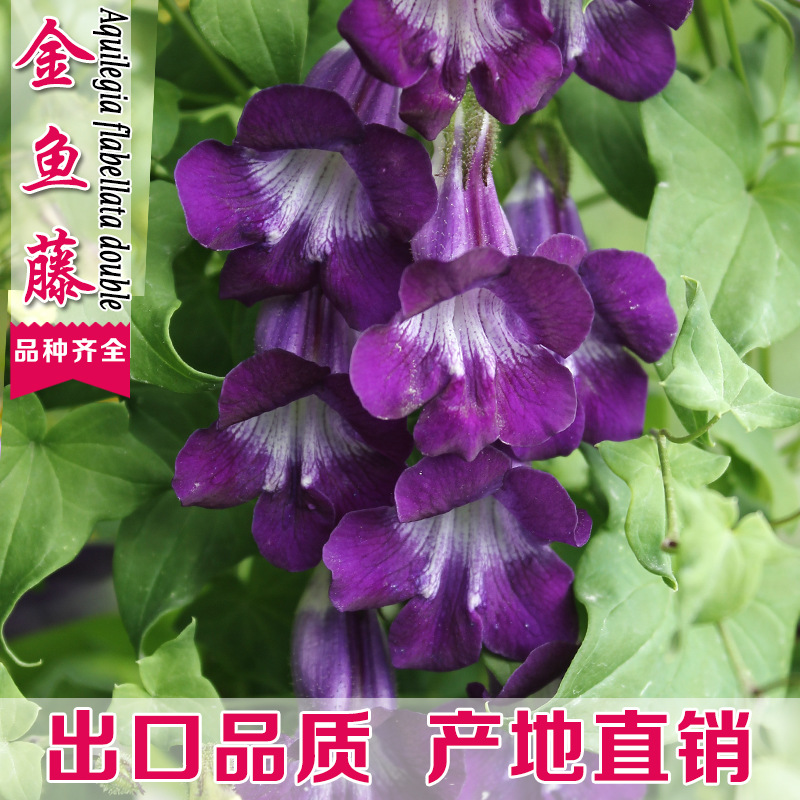 金魚藤花種子庭院陽台盆栽花籽爬藤植物種籽四季攀爬易種易活花卉