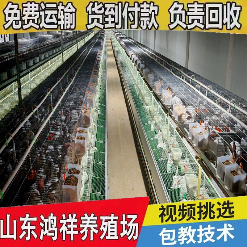 Нью - Зеландия мясные кролики на продажу, самки и самцы, пара крупных белых кроликов, которые могут размножаться. Живые кролики для разведения, низкие затраты на разведение.