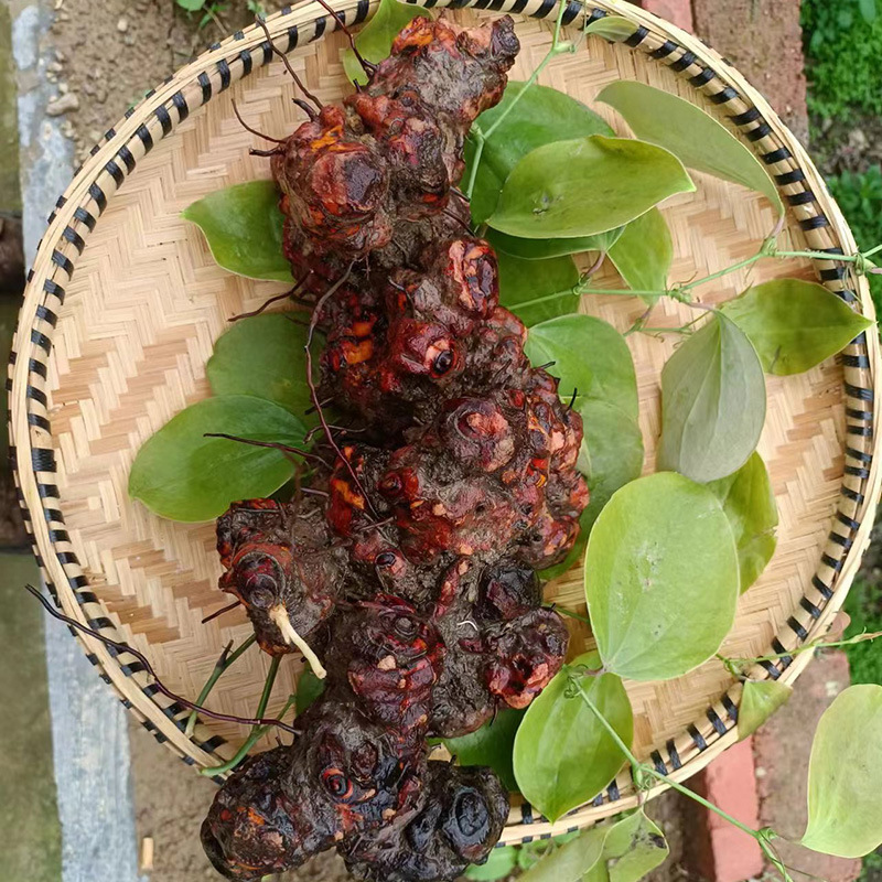 Wild Jin Gang Teng Smilax Root 金刚藤 Dried Herbal Root for Wine Infusion and Tea 2500g in use