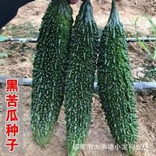 黑珍珠苦瓜种籽春秋播种翠绿肉厚不太苦的苦瓜种孑早熟耐热蔬菜种