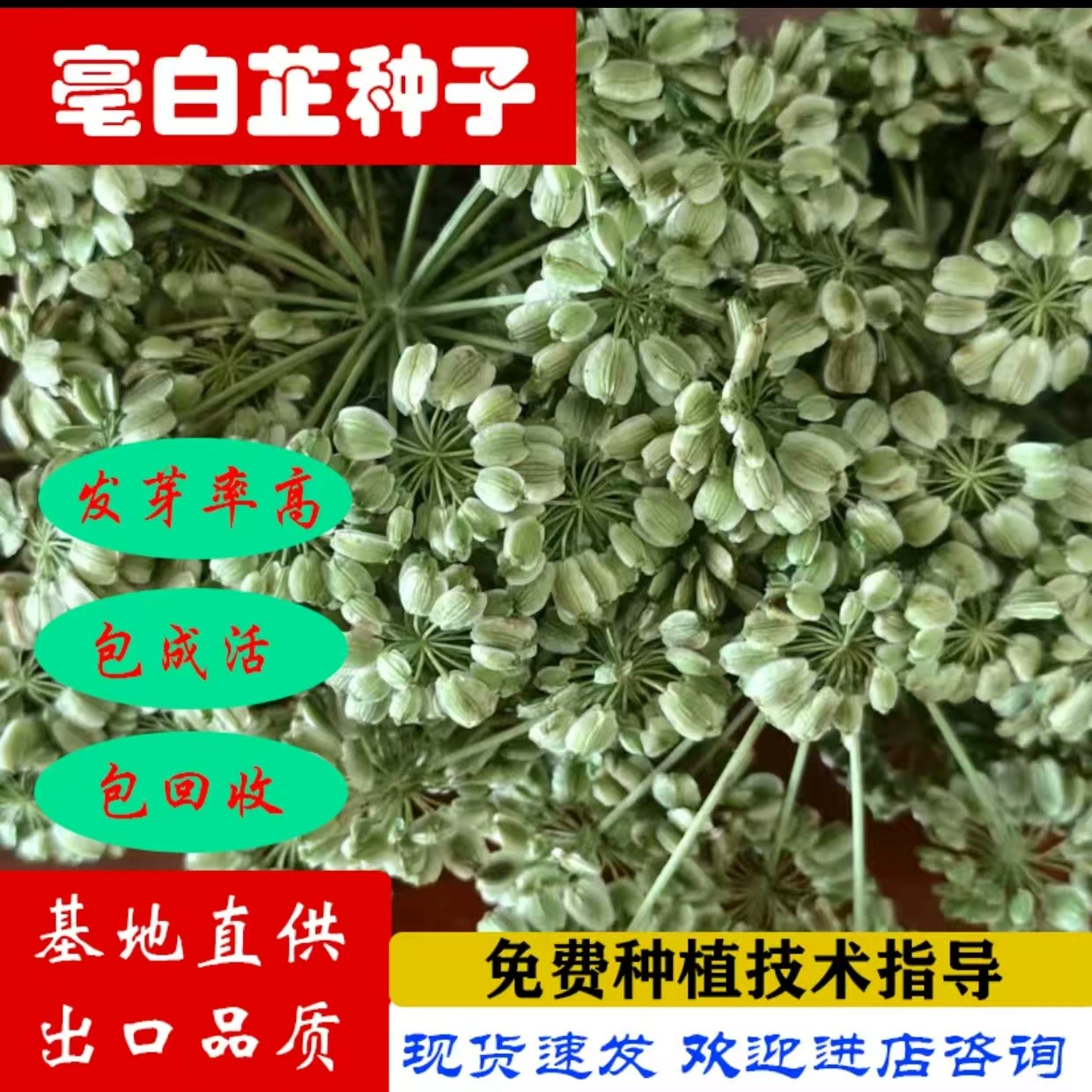 Саженцы белой анелики, ломтики белой анелики, лекарственные саженцы, упаковки саженцев, переработанные специи, семена белой анелики, улучшенные семена белой анелики