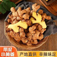 新云南小黄姜5斤新鲜生姜老姜现挖高山姜老嫩姜土姜蔬菜罗平包邮