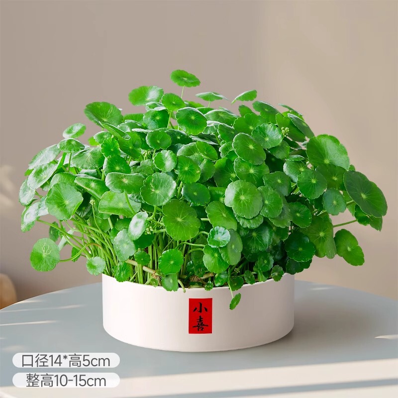 Big-leaf Copper money grass hydroponic plant office good desktop green plant fish tank symbiosis money grass water potted plant Big-leaf Copper money grass hydroponic plant office good desktop green plant fish tank symbiosis money grass water potted plant