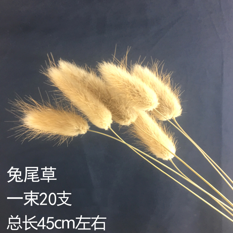 토끼꼬리풀 20개