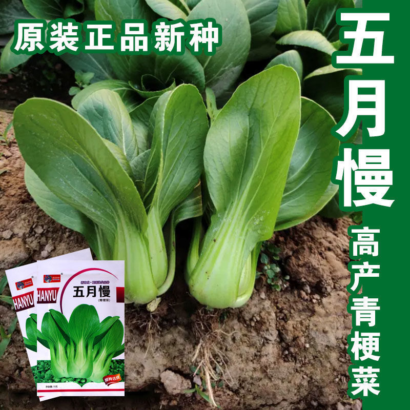 May Slow-Maturing Rapeseed Seeds, Green-Stalked Rapeseed Seeds, High-Yield, Heat-Resistant, Cold-Resistant, Disease-Resistant Rapeseed Seeds