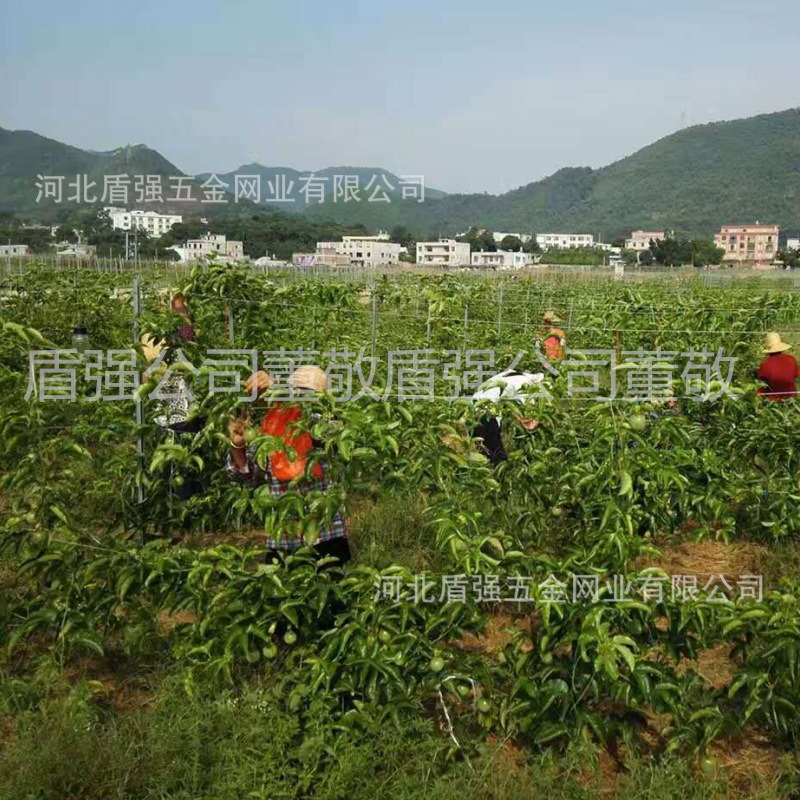 福建三明市 百香果金属篱笆架 百香果立柱 百香果棚架 工厂直供