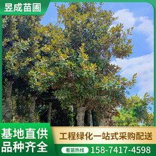 廣玉蘭湖南供應批發綠化造型別墅庭院風景樹地徑30公分廣玉蘭樹