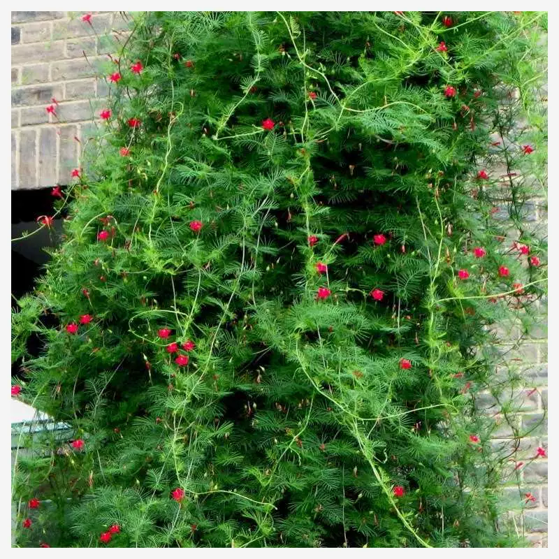 Семена цветов петунии с перьями, вьющееся растение для двора, цветок пятиконечной звезды, горшок для балкона, легко выращивать и цветет круглый год.