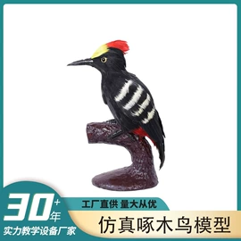 教学演示用品;教学仪器;生物教学器材