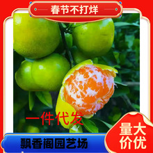 ���ڐ���28̖ ��ɽ�t���ː���38̖��ƽ�̽�������޽��� ���Ә���