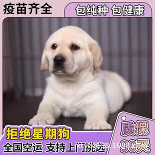 ���N����������Ȯ�̰�ɫ��ɫ����������äȮ��ȮС�߻��w���ﹷ��