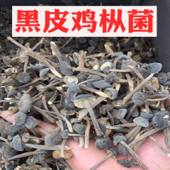 黒皮鶏モミ菌干物500g包郵便卸売り雲南特産鶏ブラウンキノコ食用菌ばら積鶏モミ菌