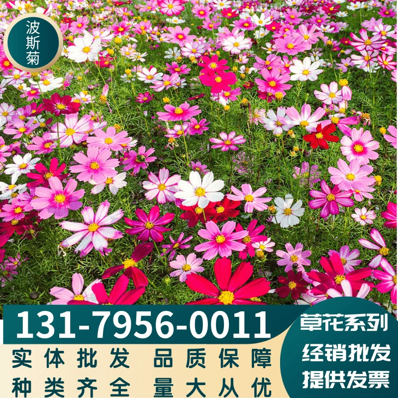 Космос семян Gesang цветок семена цветок двор Four Seasons дикий цветок Комбинация цветок семена цветок море для создания Циннии