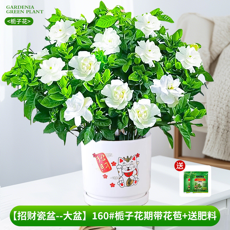 [Bacia de porcelana da sorte - bacia grande] 160 # Período de floração da gardênia com botões + fertilizante grátis