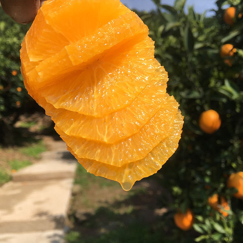 [Juice Wholesale] Ziguang Summer Navel Orange Fresh Navel Orange Picked Fresh Sour Orange Not Lunman Gannan Geographic Indication Premium