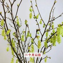 鲜切水倍耳坠花绿植室内插花鲜花直发鲜花长花期水培花卉水养