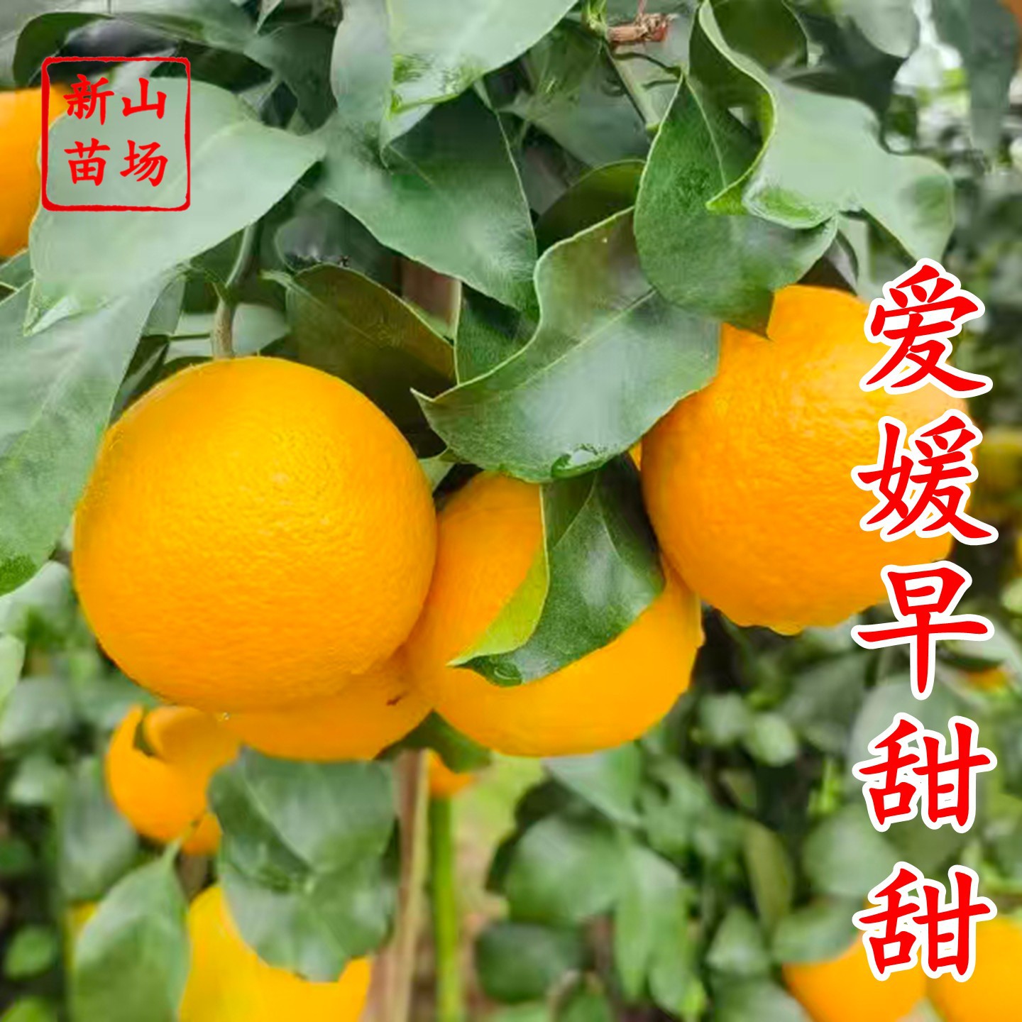 【爱媛早甜甜】特早熟爱媛品种早甜甜爱媛38芽变品种9月早熟皮薄