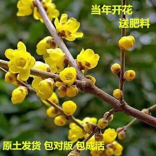�D÷���������������D÷�t÷�Ϙ����辰�G÷�ͺ�ԭ��÷�������̨