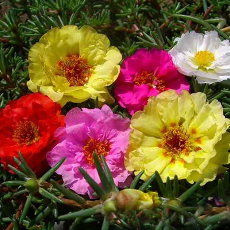 Семена подсолнечника с двойными цветками для цветущих горшечных растений на балконе во дворе, подходят для посадки в любое время года.