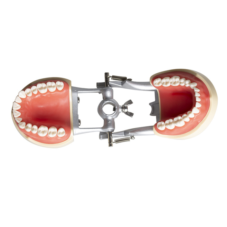 32 modelos dentales de soporte de mandíbula larga, modelos de ejercicios dentales, modelos desmontables de boca completa, modelos orales dentales