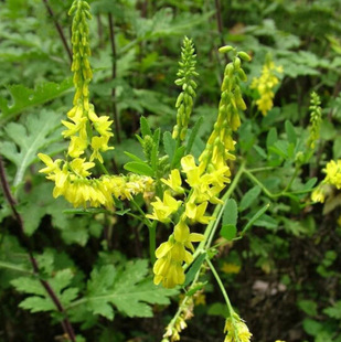 ��ľ�طN�� ��ľϬ ��Դֲ�� �S���� ������ �G�� �ͺ���ؚ����