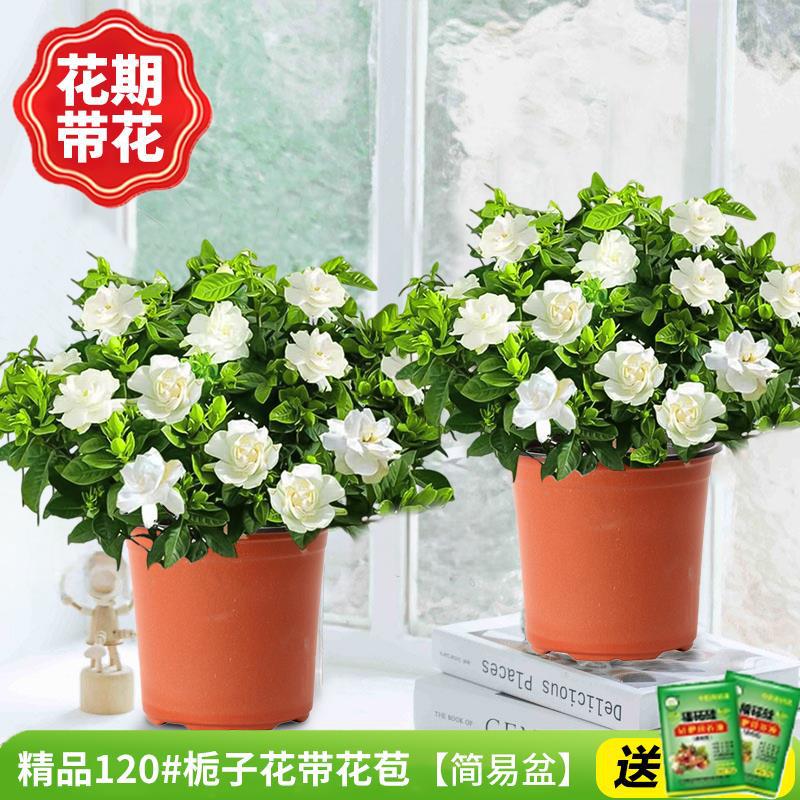 [특가 2냄비] 프리미엄 120#치자나무 개화기에는 꽃(간단한 화분)을 넣어 영양분을 공급합니다.