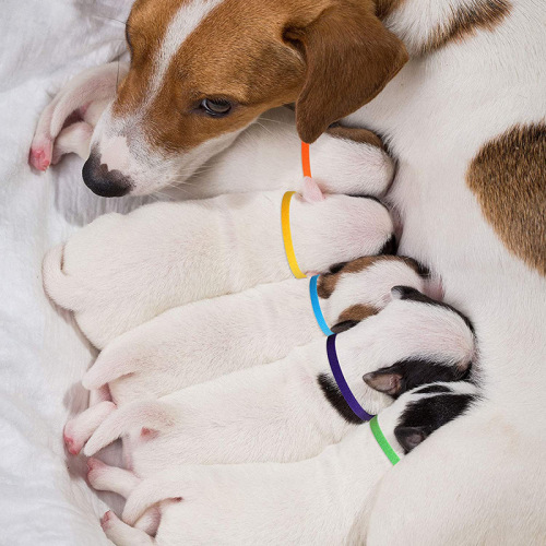 Newborn pet identification ring puppy and cat marking collar necklace double-sided adjustable back-to-back Velcro