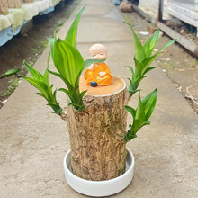 巴西木水培盆栽植物 室内幸运木盆栽水养办公桌面绿植 格鲁特优惠