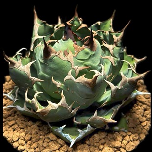 Ji Ren Wang Guan Yanlong Green Plant Potted Landscape Succulent Plant Greenhouse Wholesale Agave Twelve Volumes Radiation Protection Garden