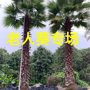 ���جF؛�A�����˿� �Aʢ�D�ؙ����� ͥԺ�쾰���G�G����ľ