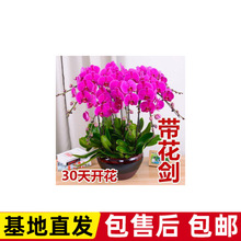 ���玧���������������m������͏d�҃�ֲ�ﻨ���ļ����B��