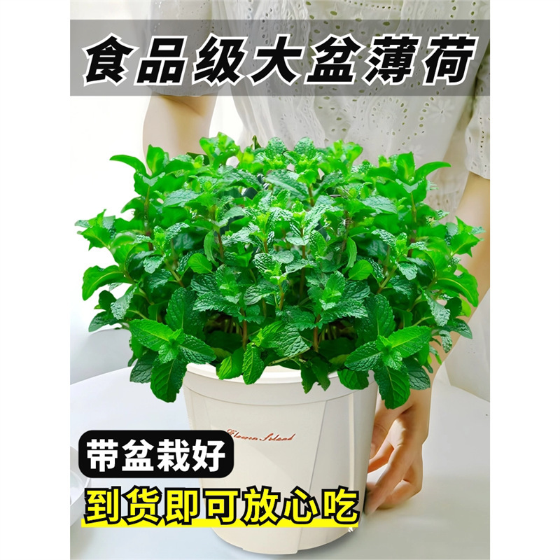 Edible Large Potted Mint Plant Mosquito-Repelling Catnip Leaves Indoor Desktop Green Plant Large Seedlings Rosemary All-Season Herb Edible Large Potted Mint Plant Mosquito-Repelling Catnip Leaves Indoor Desktop Green Plant Large Seedlings Rosemary All-Season Herb