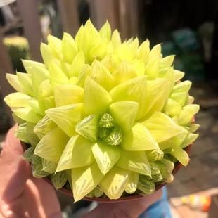 S¶ֲ҃ȽMόپƷ¶Gֲϻܼ¶ˮ