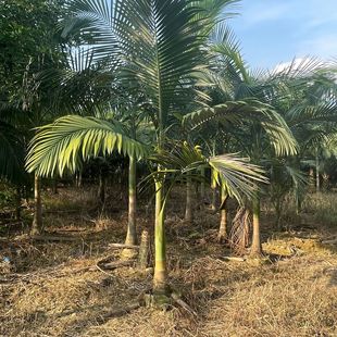 Wholesale of Fake Betel Nut from Fujian, Fox-Tail Coconut from Hunan Palm Trees, Wholesale of Old Man's Sunflower from Zhejiang Farmers