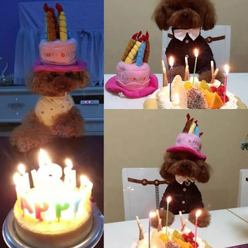 Pet plush toys, dog toys, wholesale puppy and cat birthday hats, cross-border pet supplies hats