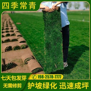 Lawn Seeds for All Seasons, Slope Protection and Stabilization Grass Seeds, No Pruning Needed, Dog Tooth Grass, Fescue, and Ryegrass Seeds