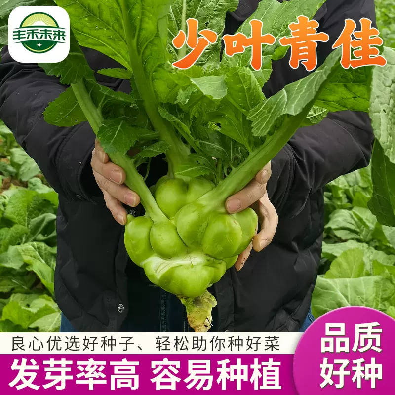 少叶青佳 质优芥菜种子榨菜原料榨菜头新鲜种子耐热可晒干大头菜