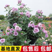 �{ɫ�L����֭�̨�󻨻����ش󻨝����ļ��_����ͥԺ����ֲ��