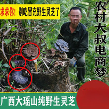 广西野生灵芝干货整枝黑林芝切片打粉泡酒天然紫灵芝批发