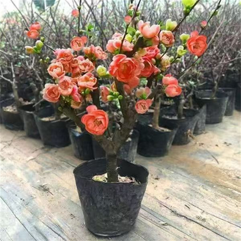 海棠花盆栽树苗盆景老桩庭院绿植物室内四季花卉开花好养易活阳台