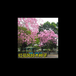 Greening Tree Species Yellow Flower Wind Bell Tree Seeds Red Flower Wind Bell Tree Seeds Landscape Tree Greening Seedling Seeds