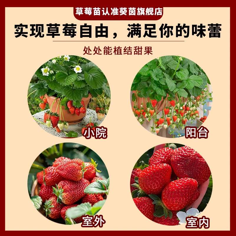 Клубничные саженцы, клубничные саженцы, масло, трава и слива для посадки, четыре сезона, красные цветные горшочные саженцы, легки в выращивании и плодоносят, новые саженцы, фруктовые саженцы